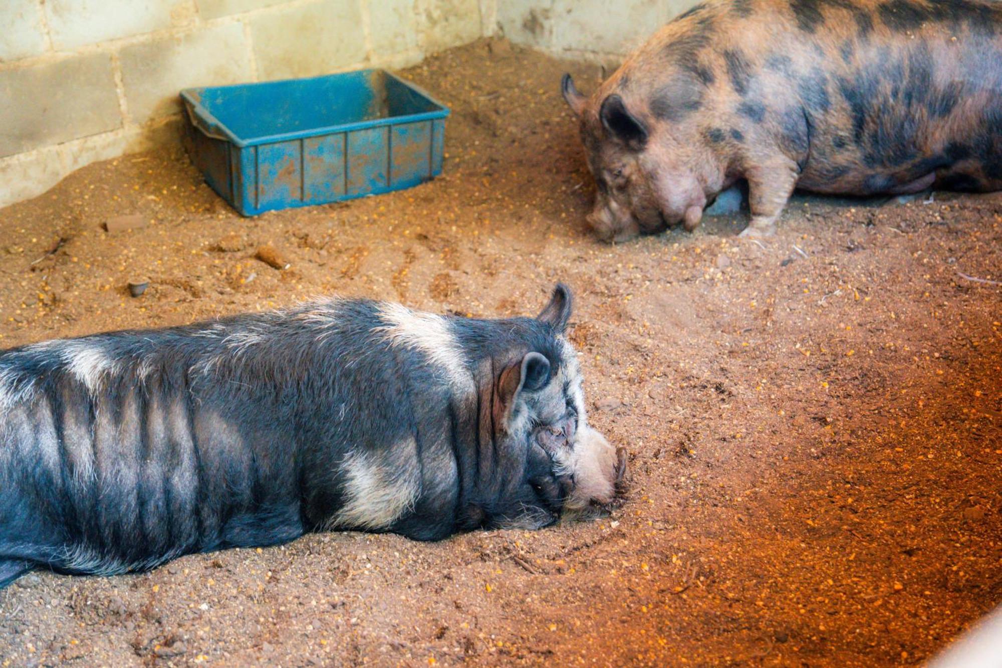 Hotel Fazenda โปโซส เด คาลดัส ภายนอก รูปภาพ
